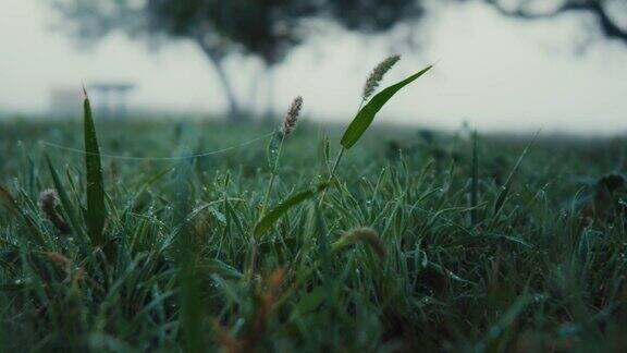 翠绿的草地上挂着清晨的露珠