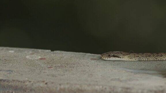 日本老鼠蛇沿着混凝土表面滑动