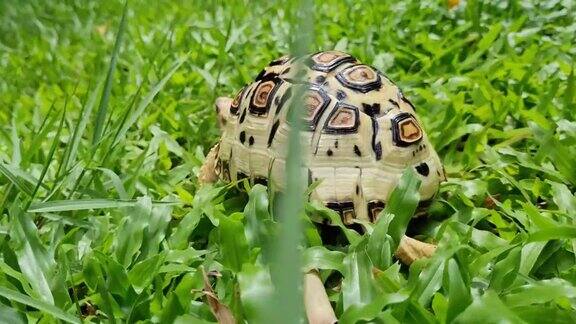 豹龟在花园里快速奔跑