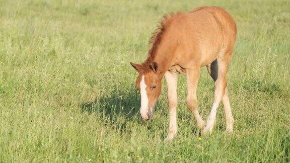 小红马驹走在绿色的草坪上