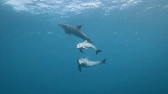 3只海豚慢镜头游泳