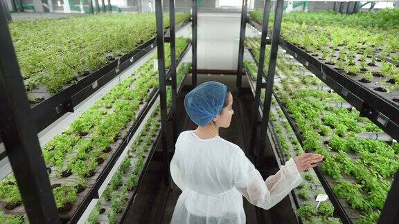 女企业家检查现代垂直温室中的植物