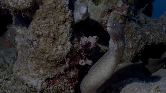 条海鳗