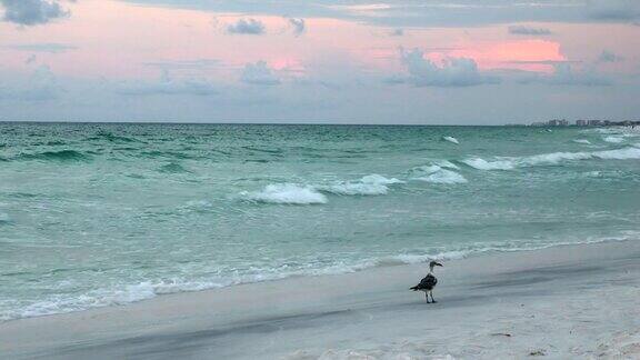 海鸥在日出时在海滩上散步