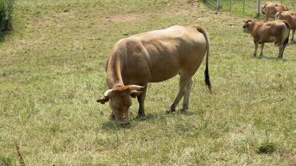 有大角的牛夏天牛群在牧场上吃草