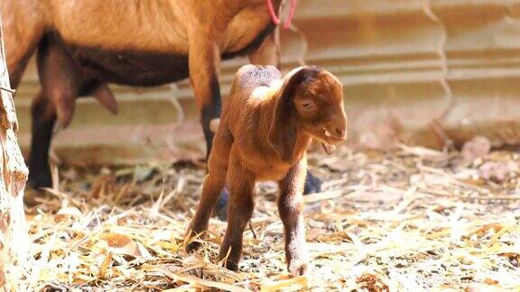 夏日里山羊妈妈正在给刚出生的小山羊喂奶