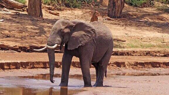 非洲象loxodontaafricana成年人在河边洗澡桑布鲁公园在肯尼亚实时4K