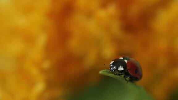 七只斑点瓢虫(瓢虫科)坐在一片叶子上做它的清洁在一个微距镜头
