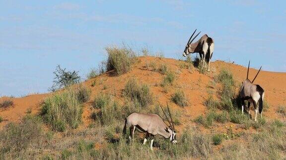 南非喀拉哈里沙漠沙丘上的大羚羊