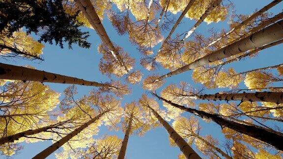颤动的白杨树耸立在蔚蓝的天空下秋天的黄叶落了色