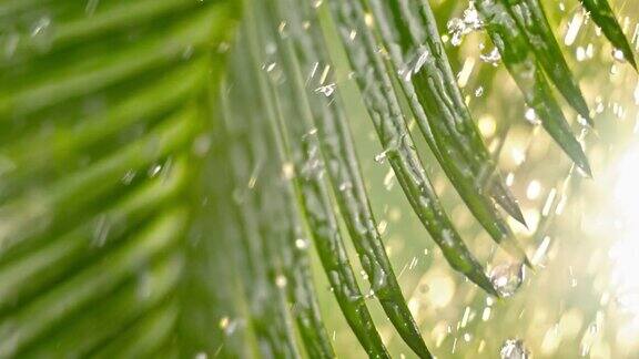 雨重重地落在棕榈叶上