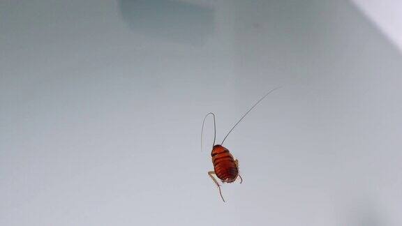 蟑螂漂浮在浴缸的水面上