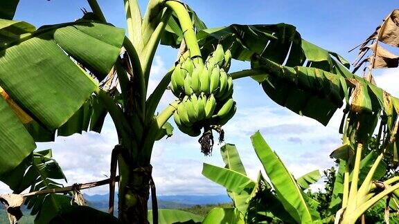 香蕉棕榈树
