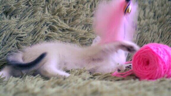 可爱的小白猫在玩粉红色的毛线球