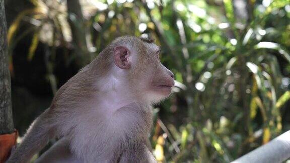4k24fps视频泰国丛林中一只猕猴的特写镜头