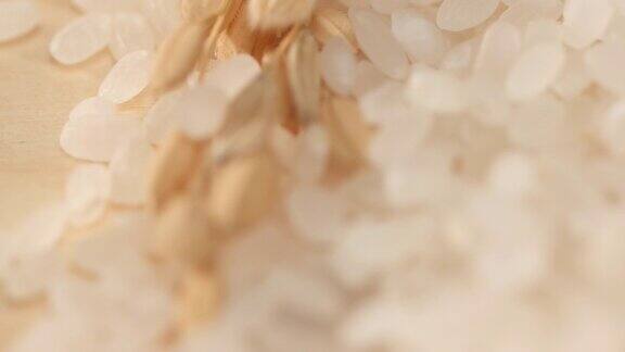 多穗水稻的平移聚焦观察