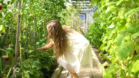 可爱的小女孩在温室里收集作物黄瓜和番茄