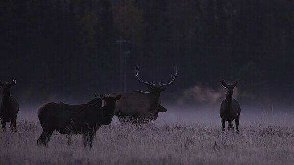 黎明时分怀俄明的荒野里公麋鹿呼出的蒸汽吹喇叭