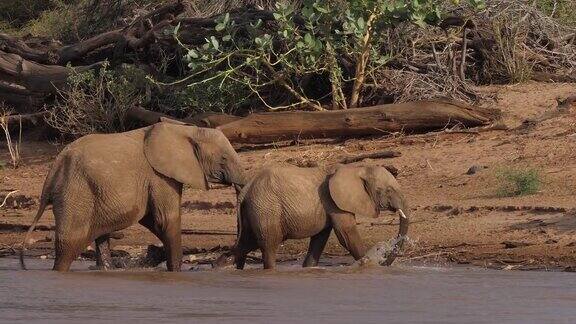非洲象loxodontaafricana渡河组肯尼亚桑布鲁公园实时4K