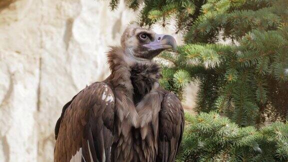 灰雕(埃及秃鹰)是一种大型食肉鸟分布在温带的欧亚大陆的大部分地区它也被称为黑秃鹫和尚或欧亚黑秃鹫