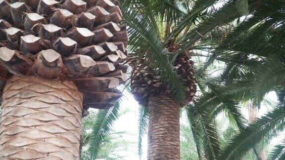 淘洗:加那利岛枣椰树