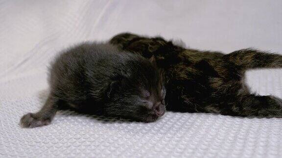 新生的盲小黑猫爬在白色的背景上两天的老