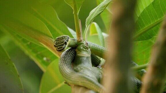 绿树蛇藏在树梢