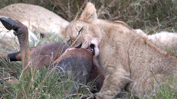 狮子幼崽在马赛马拉进食的特写-4K60p