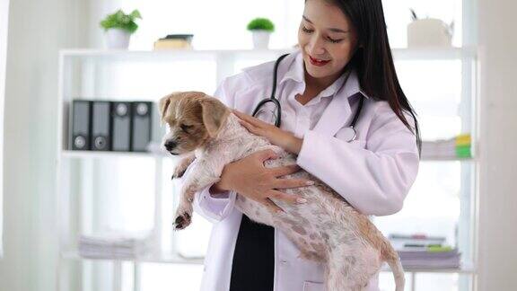 兽医及助理在兽医处负责狗只健康检查