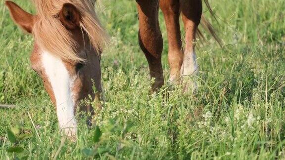 一匹在绿色田野上吃草的马的特写草地上的种马