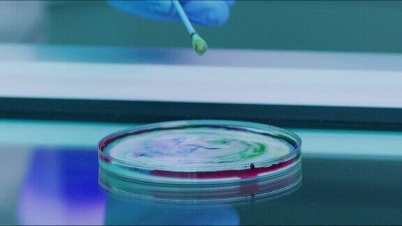 科学家使用培养皿与棉签在液体溶液中的特写医学生物学家在研究实验室使用玻璃板进行病毒测试研究人员分析细菌样本