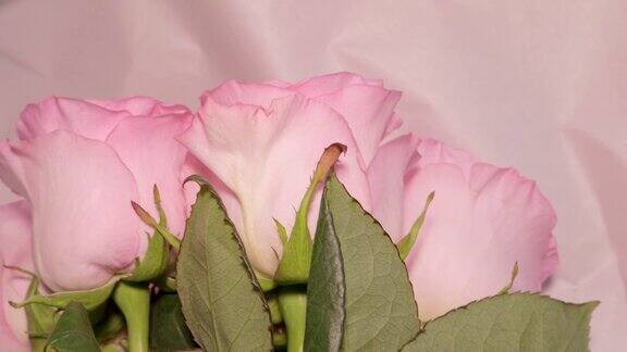 一束漂亮的粉红玫瑰系上蝴蝶结作为礼物