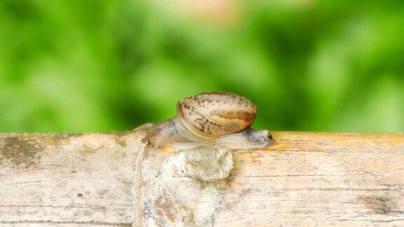 蜗牛在雨林的竹子上行走(时间流逝)