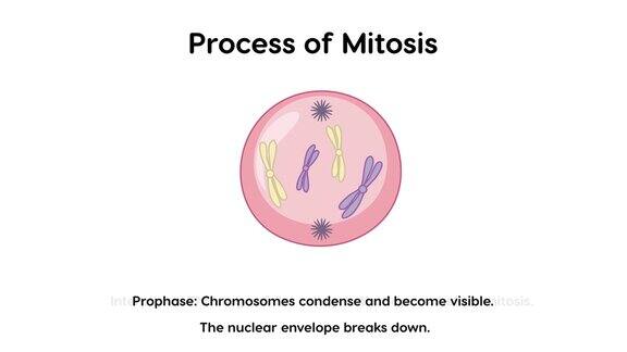 有丝分裂阶段过程的2D动画与解释