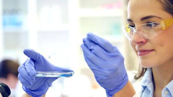 自信的科学家将液体滴入研究实验室的培养皿