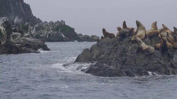 一群海狮坐在岩石岛上漂浮在海水中