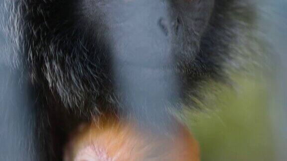 爪哇猴的姜宝宝在妈妈手中休息的微距拍摄