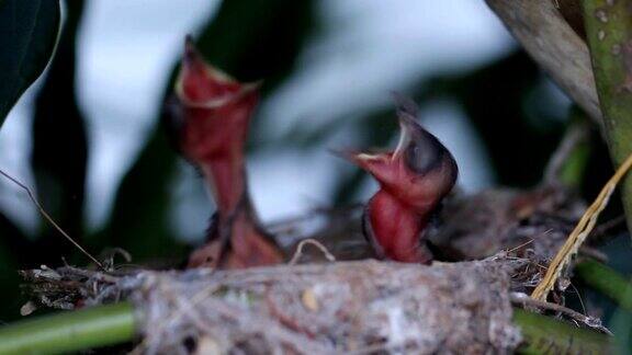 鸟妈妈给新生儿喂食物