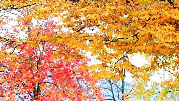 秋天红色的枫叶背景是黄色的树叶