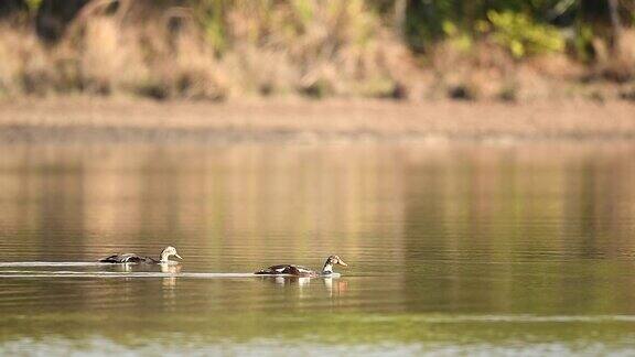 一对白翅鸭在湖里游泳的慢镜头野生动物
