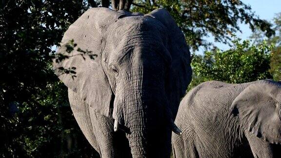 非洲象在莫雷米博茨瓦纳狩猎野生动物