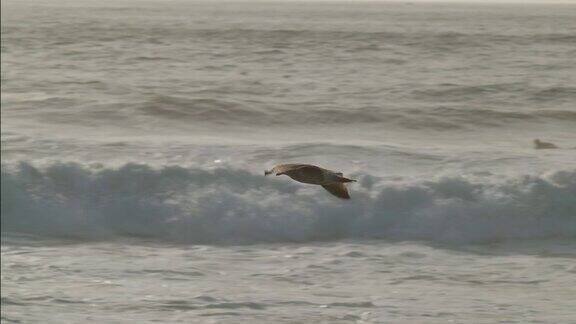 孤独的海鸥缓缓地飞过海面