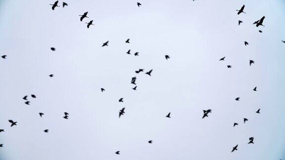 一群鹤和小鸟迁徙的慢镜头