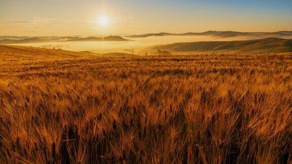 延时风景秀丽田园诗般的金色的麦田托斯卡纳