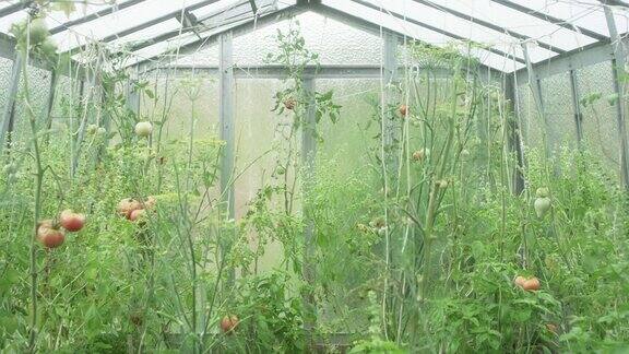 温室里种满了番茄