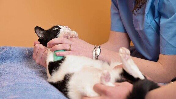 兽医团队照顾着一只可爱的猫高质量的4k镜头