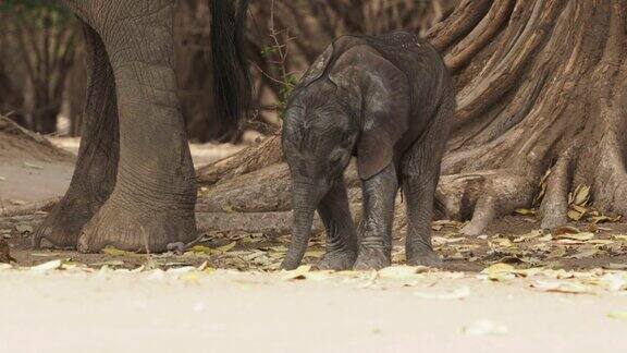 非洲小象-Loxodonta非洲小象和它的母亲喝吮吸牛奶行走和吃树叶在津巴布韦的Mana池