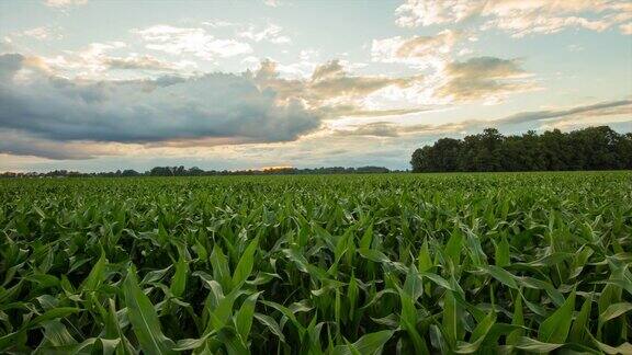 8K拍摄的玉米田在黄昏