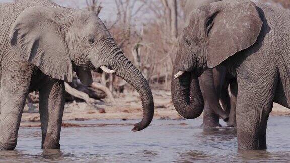 特写两头大象站在一条河里用它们的鼻子互相问候奥卡万戈三角洲博茨瓦纳