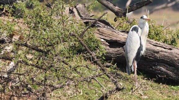 灰鹭或Ardeacinerea全图在keoladeo加纳国家公园或bharatpur鸟类保护区拉贾斯坦邦印度